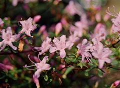 R.serpyllifolium